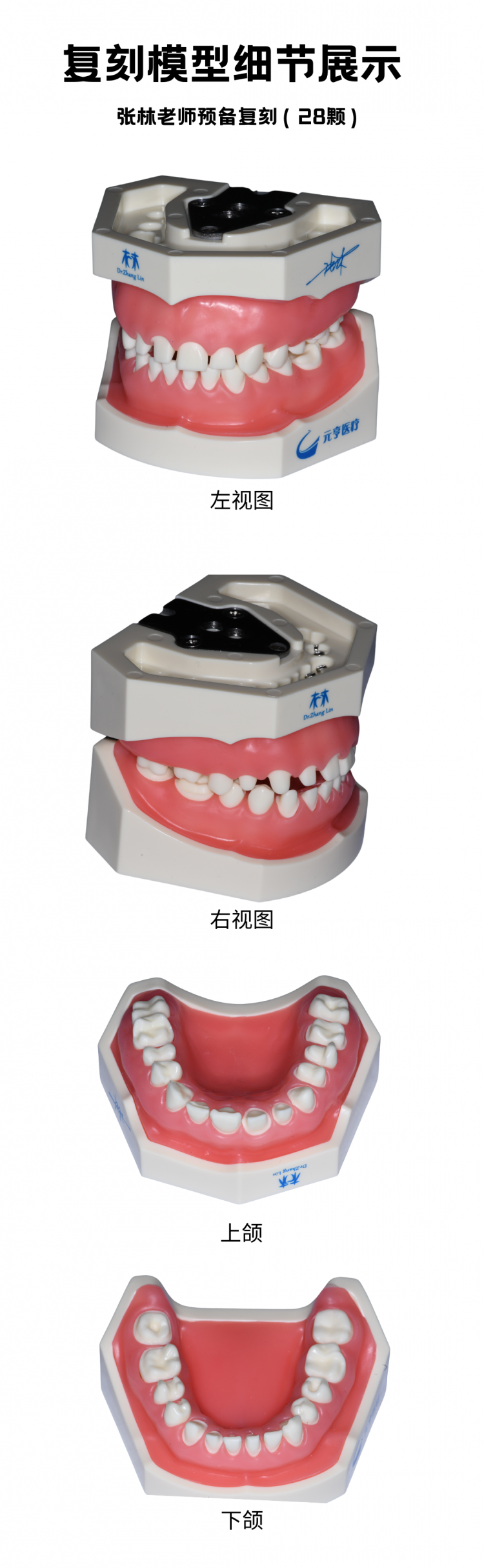 修复牙模详情1.png